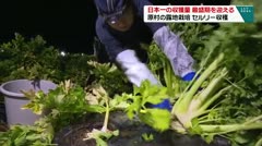 日本一の収穫量 最盛期を迎える 原村の露地栽培 セルリー収穫