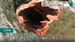 御射山神戸のシンボル「一里塚」 樹齢415年のケヤキ倒れる