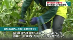 蓼科野菜の収穫体験　食料残渣のたい肥を活用