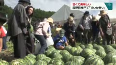 甘くて美味しい　辰野町神戸で「すいか祭り」　