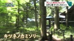 オレンジ色のヒガンバナ　出早公園キツネノカミソリ