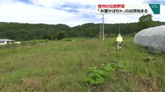 信州伝統野菜　「糸萱かぼちゃ」出荷始まる