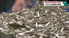 諏訪湖で初物を水揚げ ワカサギ投網漁が解禁