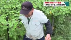 茅野市湖東の小平農園「食用ほおずき」出荷最盛期
