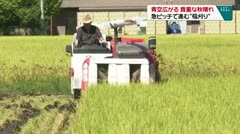 青空広がる 貴重な秋晴れ 急ピッチで進む“稲刈り”