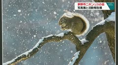 茅野市ニホンリスの会 写真展と活動報告展