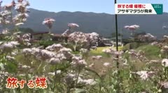 旅する蝶 優雅に アサギマダラが飛来