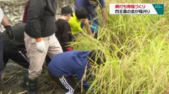 綱打ち用稲づくり　四王藁の会が稲刈り