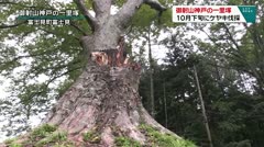 御射山神戸の一里塚 10月下旬にケヤキ伐採