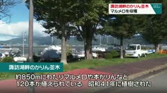 諏訪湖畔のかりん並木　マルメロを収穫