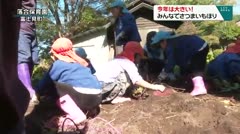 今年は大きい！　みんなでさつまいもほり