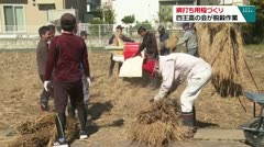 綱打ち用稲づくり 四王藁の会が脱穀作業