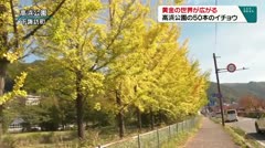 黄金の世界が広がる　高浜公園の５０本のイチョウ